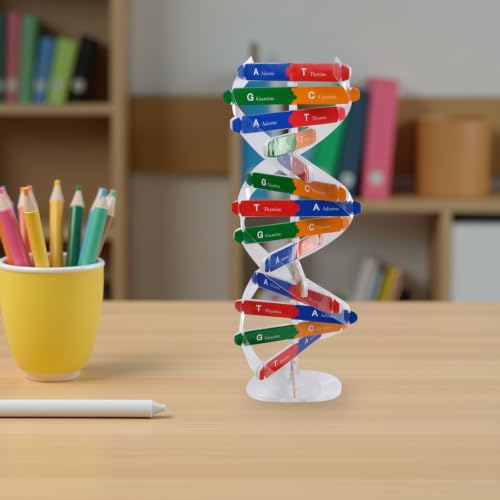 DNA Model Kit Double Helix Model Self-Assembling Science Plaything for Classroom Teaching Human Genes Learning Aid Biology Experiment Accessory for Students
