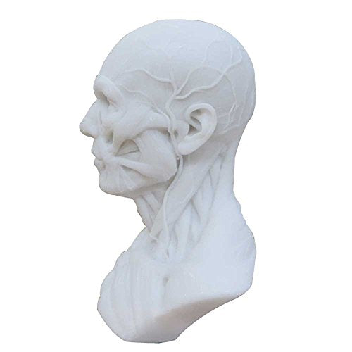 Human Head Muscle Anatomical Model, Facial Bust for Drawing Study White - color: White