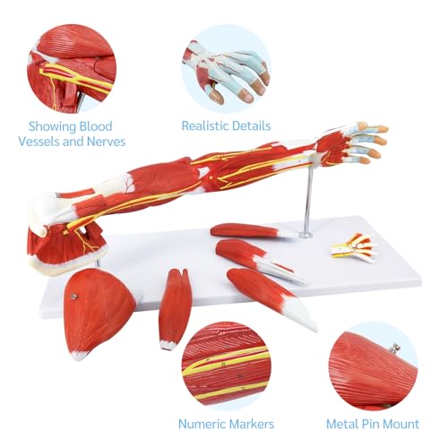 JNMFTD Human Arm Anatomical Muscle Model，Life Size 7 Parts Removable Upper Limb Shoulder Bone Elbow Artery Forearm Hand with Product Manual Card PVC Base for Study Teaching Medical Model Educational