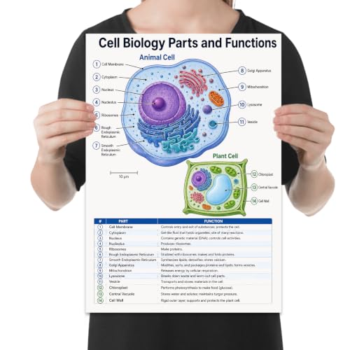 Cell Biology Parts and Functions Poster - Science Classroom Decor - 13x19