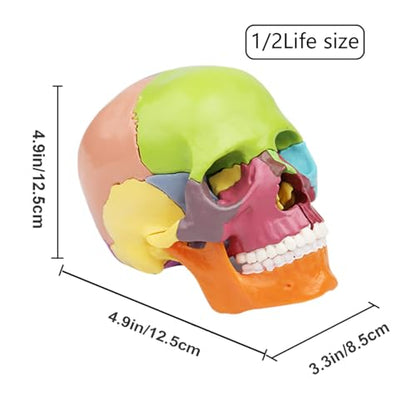 Anatomical Skull Model 15 Parts Human Color Exploded Assembly Palm-Sized