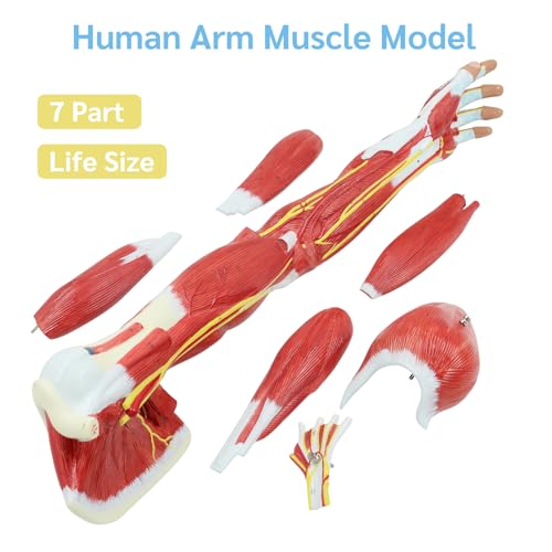 JNMFTD Human Arm Anatomical Muscle Model，Life Size 7 Parts Removable Upper Limb Shoulder Bone Elbow Artery Forearm Hand with Product Manual Card PVC Base for Study Teaching Medical Model Educational