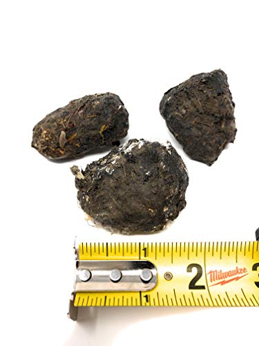 Premium Barn Owl Pellets, Large: 1.5"-2.5" (Pack of 1) - Free Bone ID Chart, Forceps, Paddle Pick, and Teaching Guide Included!