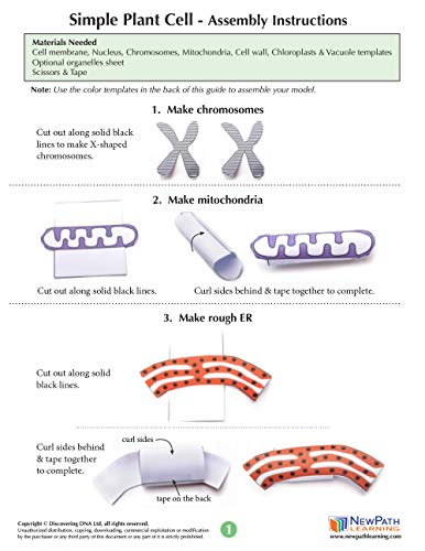 NewPath Learning Simple Plant Cell 3-D Paper Model Making Kit, Set/5 Full-Color, Paper Model Templates & Teacher Guide (24-7731)