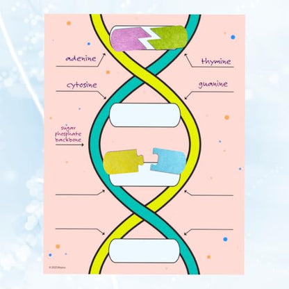 Roylco DNA Builder – Back to School Interactive DNA Model Kit for Kids, Hands-On STEM Activity for Classrooms, Science Centers & Homeschool Learning