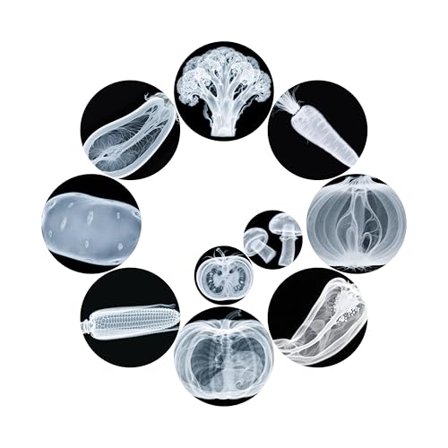 Vegetable, Fruit and Plant X-Rays, Set of 10, Simulation Specimen, Science Experiment Material for Kindergarten, Light Table, Montessori & Reggio-Inspired (Vegetables)