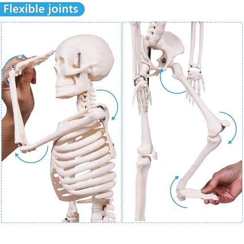 breesky Scientifc Human Skeleton Model for Anatomy, 33.4’’ Skeleton Model with Metal Stand, Removable Arms&Legs for Student to Study Human Skeleton Anatomy System, Halloween Decor, Manual Included