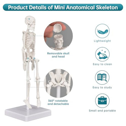 Mini Skeleton Model, 7.8" Small Anatomy Skeleton Figure, Movable Arms and Legs, Human Body Model with Base, Human Bones for Teaching Tool, Decoration (Pack of 2) - size: 7.8" Skeleton model (Pack of 2)