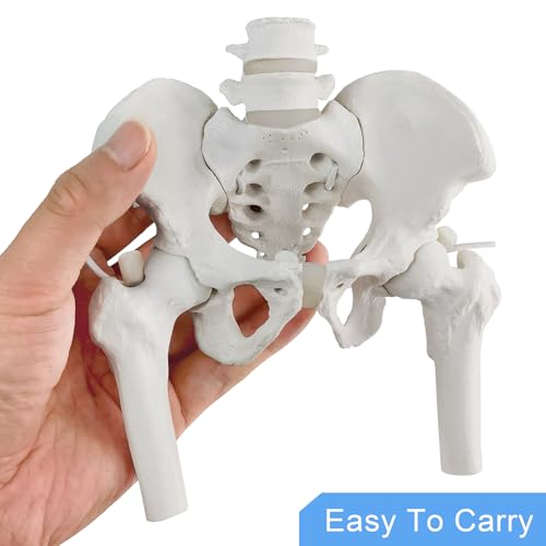 Female Pelvis Skeleton On Elastic with Movable Femur Heads, Mini Size,