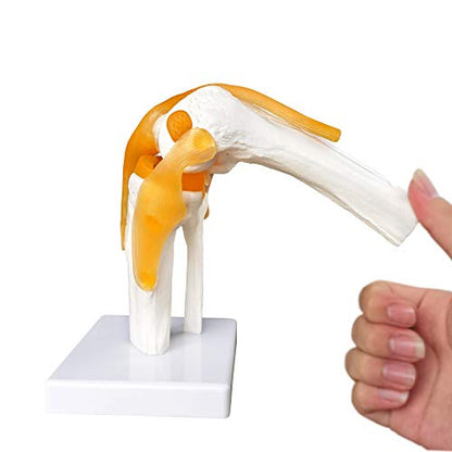 EVOTECH SCIENTIFIC Human Functional Knee Joint Model w/Ligament, Life Size