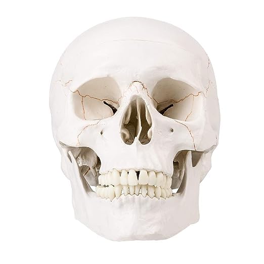 RONTEN Human Skull Anatomical Model with Line, Life Size, White/Off-White PVC Skull, 3-Part (Calvaria, Base, Mandible), Medical Education & Teaching Tool, Includes Free Chart & 12-Month Service - style: Skull Model with Paint Line