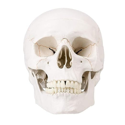 RONTEN Human Skull Anatomical Model with Line, Life Size, White/Off-White PVC Skull, 3-Part (Calvaria, Base, Mandible), Medical Education & Teaching Tool, Includes Free Chart & 12-Month Service - style: Skull Model with Paint Line