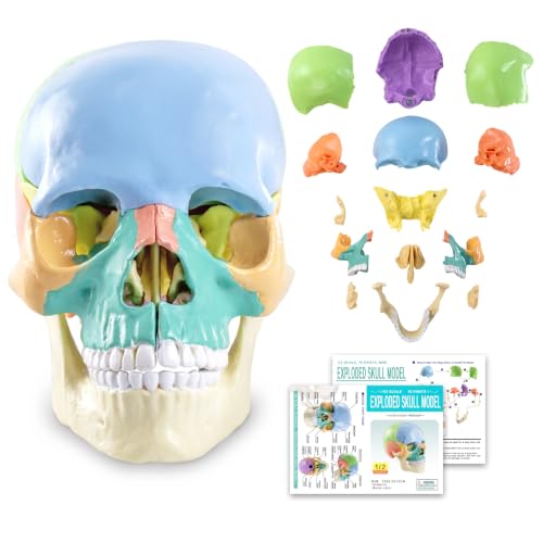 New Anatomy Skull Model 15 Parts Human Color Exploded Skull Detachable - color: Blue