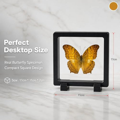 1pc Real Butterfly Specimen PE Film Suspension Box Transparent Floating Jewelry Box Style Display for Souvenir Art Collection (Vindula erota Butterfly) - color: Vindula Erota Butterfly