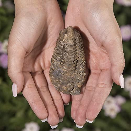KALIFANO Authentic Large Arthropod Calymene Trilobite Fossil from Morocco - Marine Trilobita/Calymene for Fossil Collections and Education Purposes (Information Card Included) - color: Calymene Trilobite Fossil