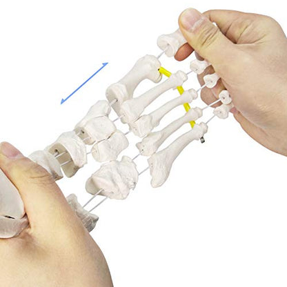 NEW HORIZON Foot Skeleton Model On Elastic, W/Tibia-Fibula Stump Strung Elastic Bungee, Natural Cast for Accurate Representation Study Kinematics Podiatrist Orthotisit Physiotherapist