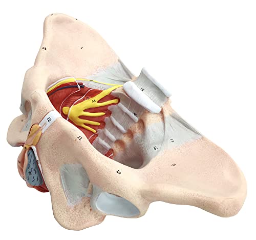 Female Pelvis Muscle Model, with Pelvis/Pelvic Floor Muscle/Perineum