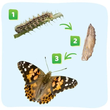 Insect Lore 40 Live Baby Painted Lady Caterpillars | 8 Cups of Caterpillars Basic, 5 Per Cup - Refill for Butterfly Kit | Caterpillars and Food Included - style: 8 Cups Basic