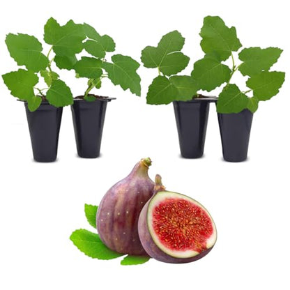 Celeste Fig Plant (4 Pack) | Live Fruit Plant for Planting | Sweet & Juicy Figs for Fresh Eating & Drying | Cold-Hardy & High-Yielding Tree | Perfect for Organic Gardens & Sustainable Living - style: Celeste