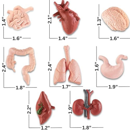 Liberty Imports 8 PCS Human Organs Toy Body Parts Figurines - 3D Mini Anatomy Model Realistic Teaching Prop - Brain, Heart, Lung, Liver, Stomach, Intestines, Kidney for Kids