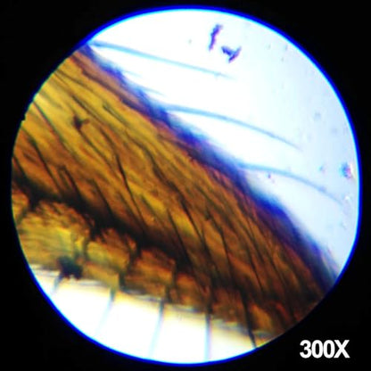 AmScope 120X -1200X Magnification, Educational 48 pcs Kids Compound Microscope Kit + Microscope Book - color: Black, size: 12.99 inches x 9.84 inches x 6.69 inches