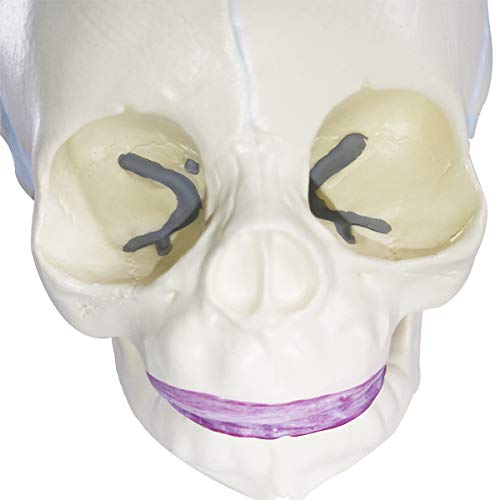 Human Infant Skull Anatomy Model, Life Size Fetus Skull Model, Hand Painted