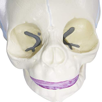 Human Infant Skull Anatomy Model, Life Size Fetus Skull Model, Hand Painted