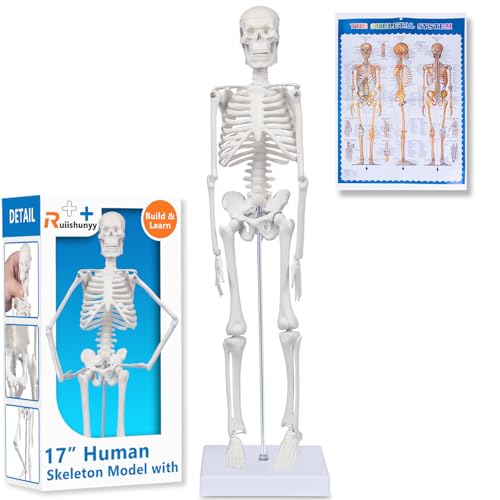 17.7-Inch Mini Human Skeleton Anatomy Model with Movable Joints