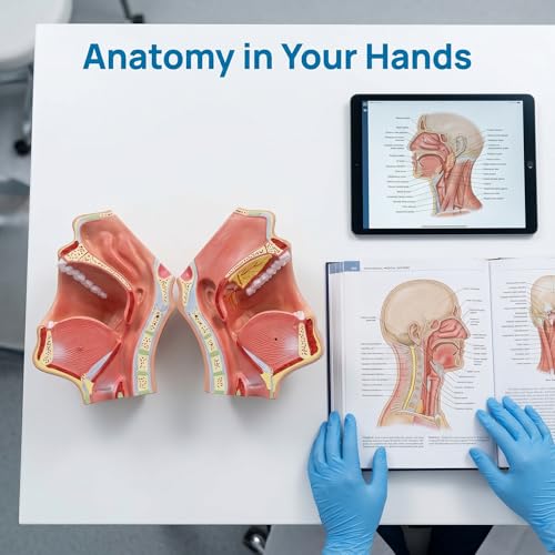 Oral Anatomy Model - Two Piece Facial Skull Model