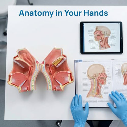 Oral Anatomy Model - Two Piece Facial Skull Model