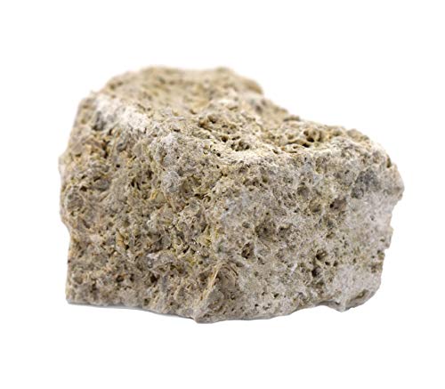 EISCO 12PK Raw Fossiliferous Limestone, Sedimentary Rock Specimens - Approx. 1" - Geologist Selected & Hand Processed - Great for Science Classrooms - Class Pack