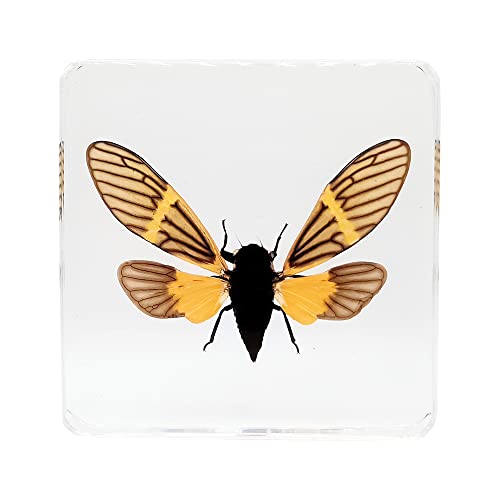 Real Cicada Insect Specimens in Resin Paperweight Crafts, Animal Taxidermy Collection for Science Education & Desk Ornament (Cicada) - color: Cicada