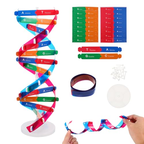 NUOBESTY DNA Model Kit Double Helix Structure Model 13 in - size: 37.00X11.60X11.60CM