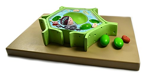 Eisco Labs BM0114 Plant Cell Model