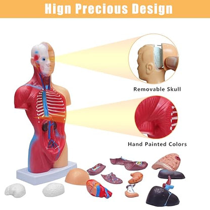 2026 New 11 inch Human Body Model for Anatomy, 15 Pcs Removable Human Torso Anatomy Model for Teaching, Medical Education Display, with Product Manual
