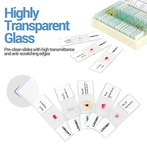 30 Microscope Slides with Specimens for Kids, Prepared Microscope Slides for Kids Microbiology, Glass Slides for Microscope, Biology Gifts for Adults Kids - size: 30pcs