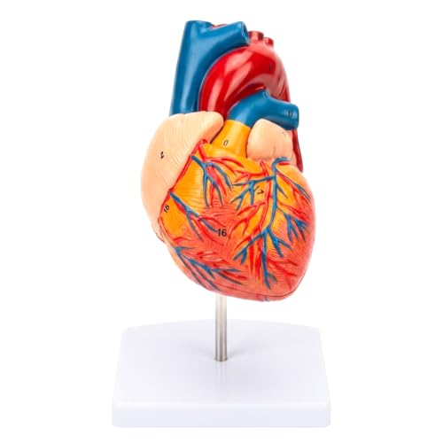 Human Heart Model 1:1 Life Size 2-Part Detachable Anatomy Study Tool
