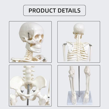 Human Skeleton Model for Anatomy, 33.4" Skeleton Model with Metal Stand