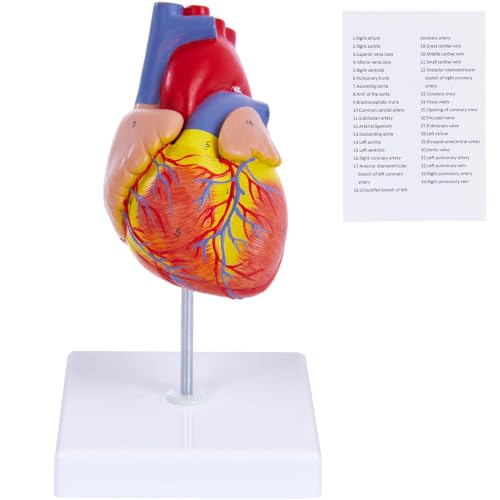 Life Size Human Heart Model, 2-Part, 34 Anatomical Structures - size: Life-Size 34 Anatomical Structures Model