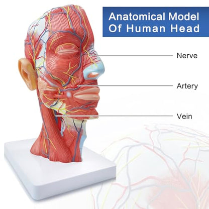2026 New Life Size Anatomical Head Model Skull,Half Human Head