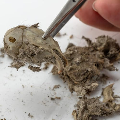 Barn Owl Pellets, Pack of 20 Small, Individually Foil Wrapped & Pre-Graded, Science Classroom Hands On Dissection Kit