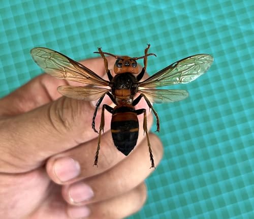 4 Real Hornet Bee Specimens Mounted Insect Taxidermy Collection Set BO54X4 - color: 4 Real Beetle #54