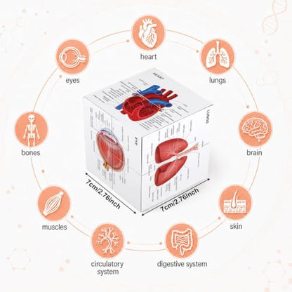 MinFyberd Human Anatomy Study Cube 2.76" Anatomical Poster Study 9 Parts of The Human Body Heart Brain Lung Skin Muscular Skeletal Digestive etc Medical Student Learning Tool Gift for Students & Nurse