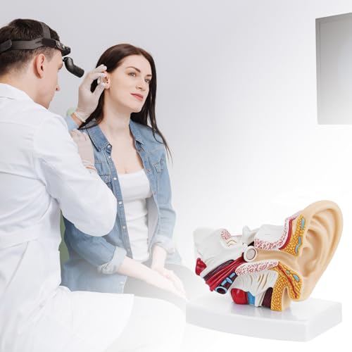 QWORK Ear Model, 1.5X Enlarged Human Ear Anatomy Model, Detailed PVC Structure with Hand-Painted Finish Inner Ear Model
