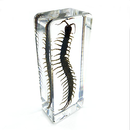 Centipede（chilopod）（scolopendra）Paperweights Specimen for Science Education Paperweight for book for office for desk(4.4x1.6x1.1")
