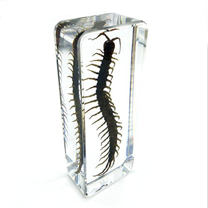 Centipede（chilopod）（scolopendra）Paperweights Specimen for Science Education Paperweight for book for office for desk(4.4x1.6x1.1")