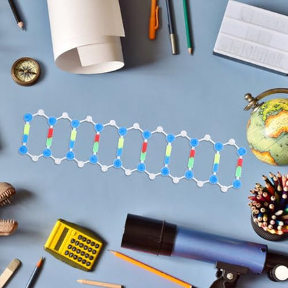 Mobestech DNA Model Double Helix Science Classroom Decor Plastic Molecular Modeling Kit for Genetics and Mutation Learning Detachable DNA Model Kit for Students Biology Teaching