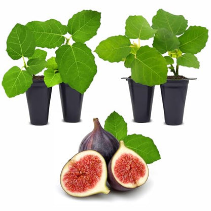 Chicago Hardy Fig Plant (4 Pack) | Live Fruit Plant for Planting | Cold-Hardy & High-Yielding Tree | Grow Your Own Sweet & Juicy Figs at Home | Perfect for Fresh Eating, Drying & Organic Gardening - style: Chicago Hardy