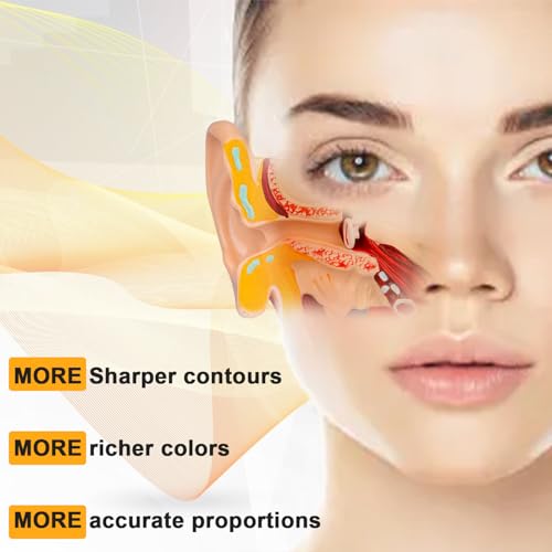 Helivivfy 1.5X Human Ear Anatomy Model, Anatomical 3D ear model with magnified display of outer, middle and inner ear models with base for medical demonstration