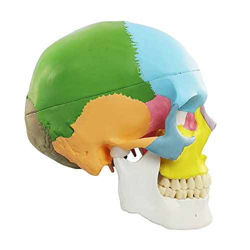 NEW HORIZON Anatomy Skull Model,Human Medical Skull Model Dental ClinicTeaching Equipment,Medical Teaching Learning
